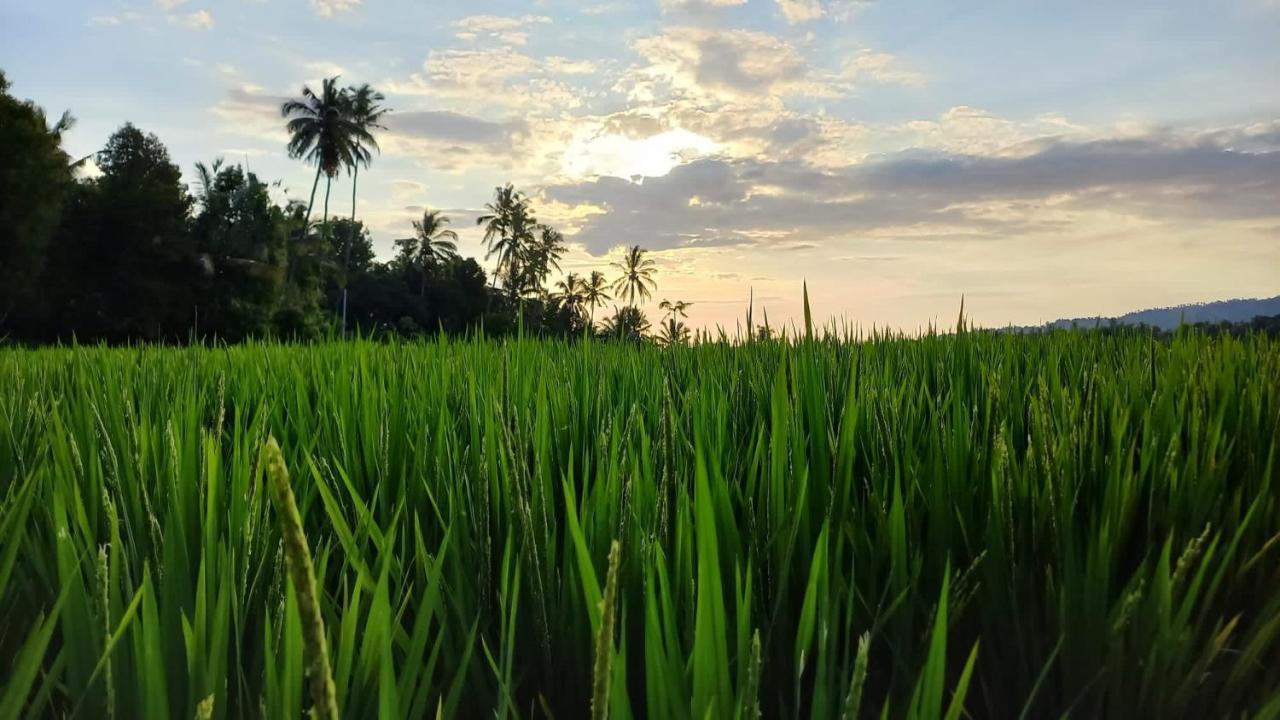 Bali De Pardis Cottage Munduk Zewnętrze zdjęcie